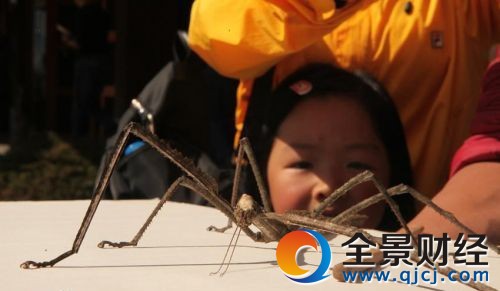 普洱現(xiàn)巨型竹節(jié)蟲 被咬了?別怕!它沒(méi)毒 普洱現(xiàn)巨型竹節(jié)蟲 被咬了?別怕!它沒(méi)毒