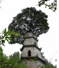 福建388年古塔上長樹 幾十厘米高的榕樹根系盤踞塔頂